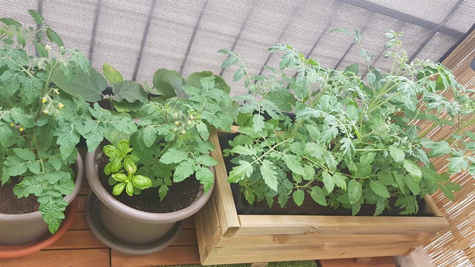 自宅のベランダのプランター群。ロックダウン中に食べたトマトの種を植えてみたところ花が咲き始めた